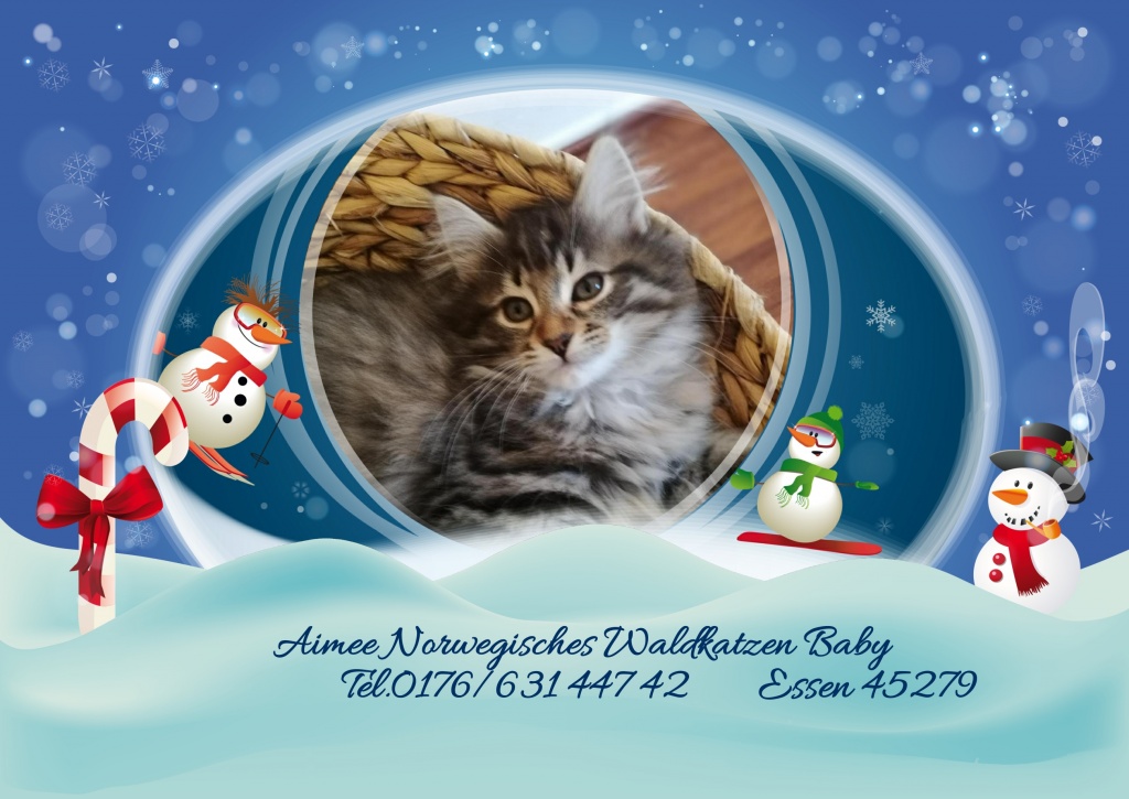 Typvolle Norwegische Wadkatzen Babys mit viel Fell XL Pinsel FIFe Papiere ,Impfu - Katzen - Essen
