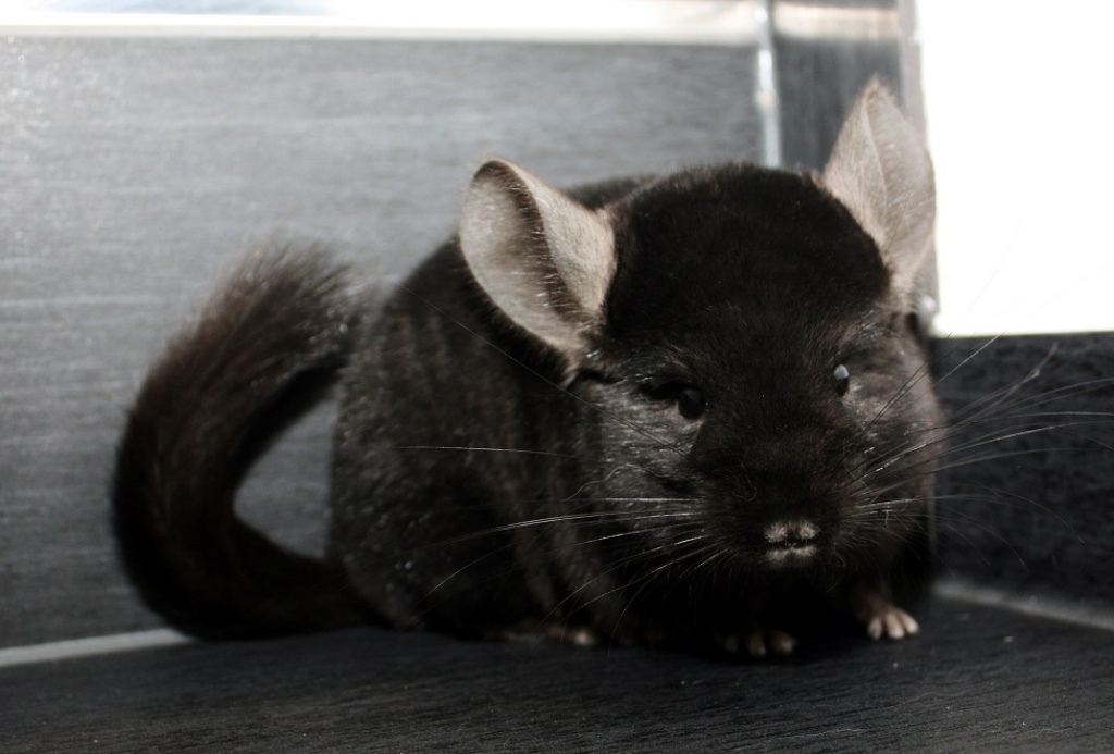 Chinchilla - viele Farben zur auswahl - Nagetiere - Eugendorf bei Salzburg
