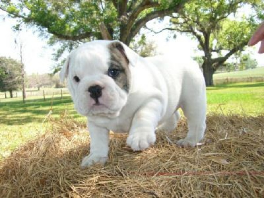Englische Bulldogge Welpen mit papieren - Hunde - Bayreuth