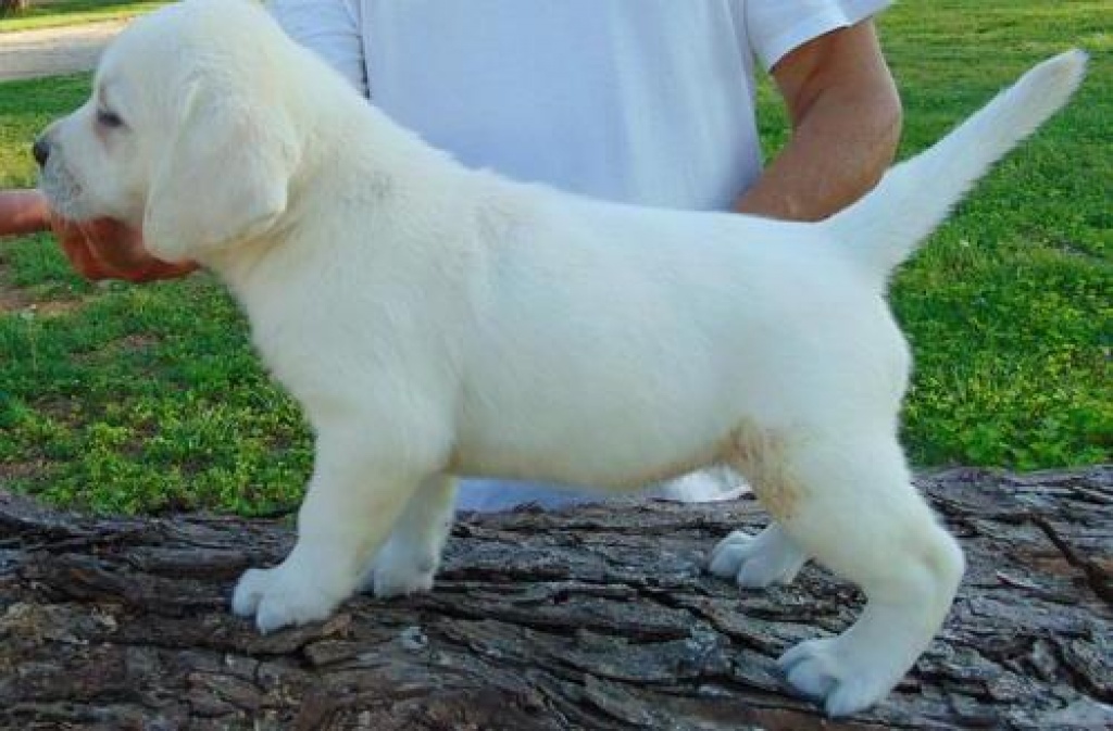 Zuckersüße Labradorwelpen - Hunde - Magdeburg