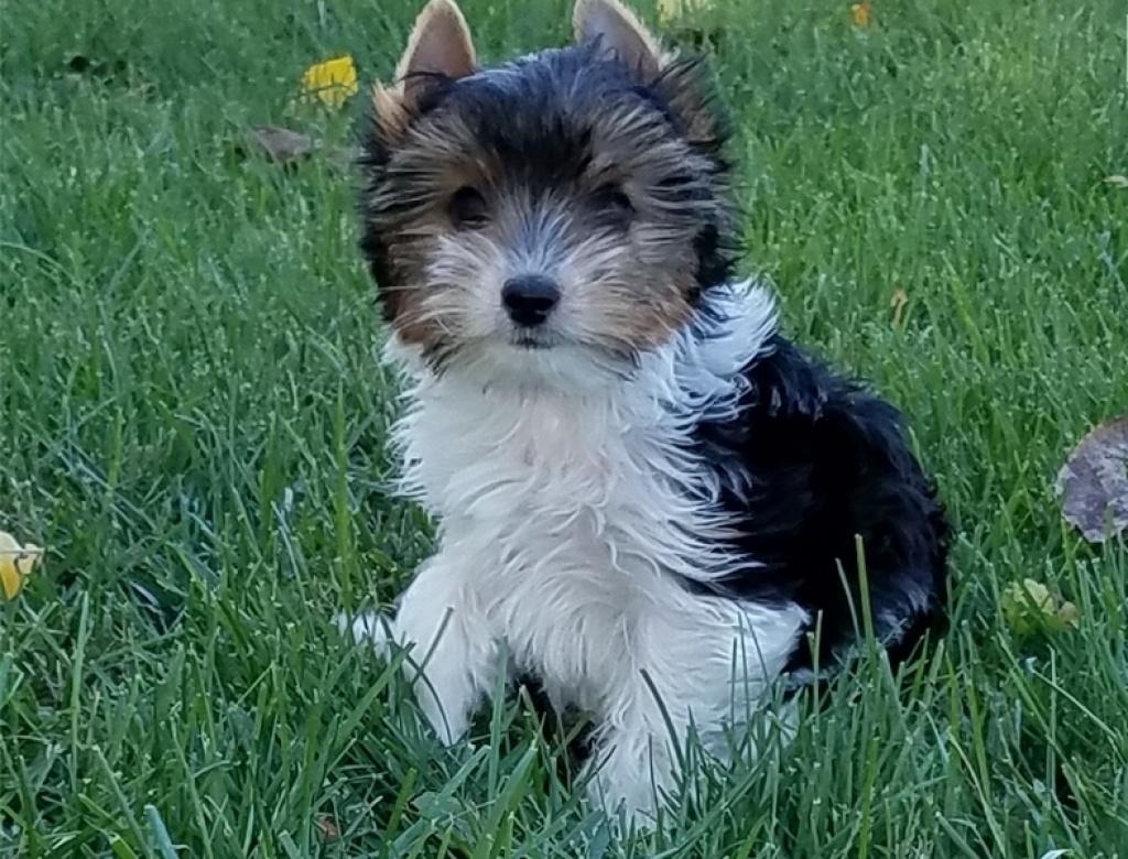 Wunderschöne Biewer Yorkshire Terrier Welpen - Hunde - Erkheim