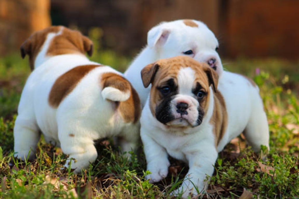 Old englisch Bulldoggen Welpen - Hunde - Bestwig