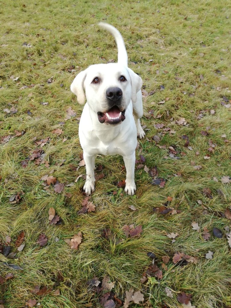 Labrador Deckrüde Nemo von der Ahe - Hunde - Stadtbergen