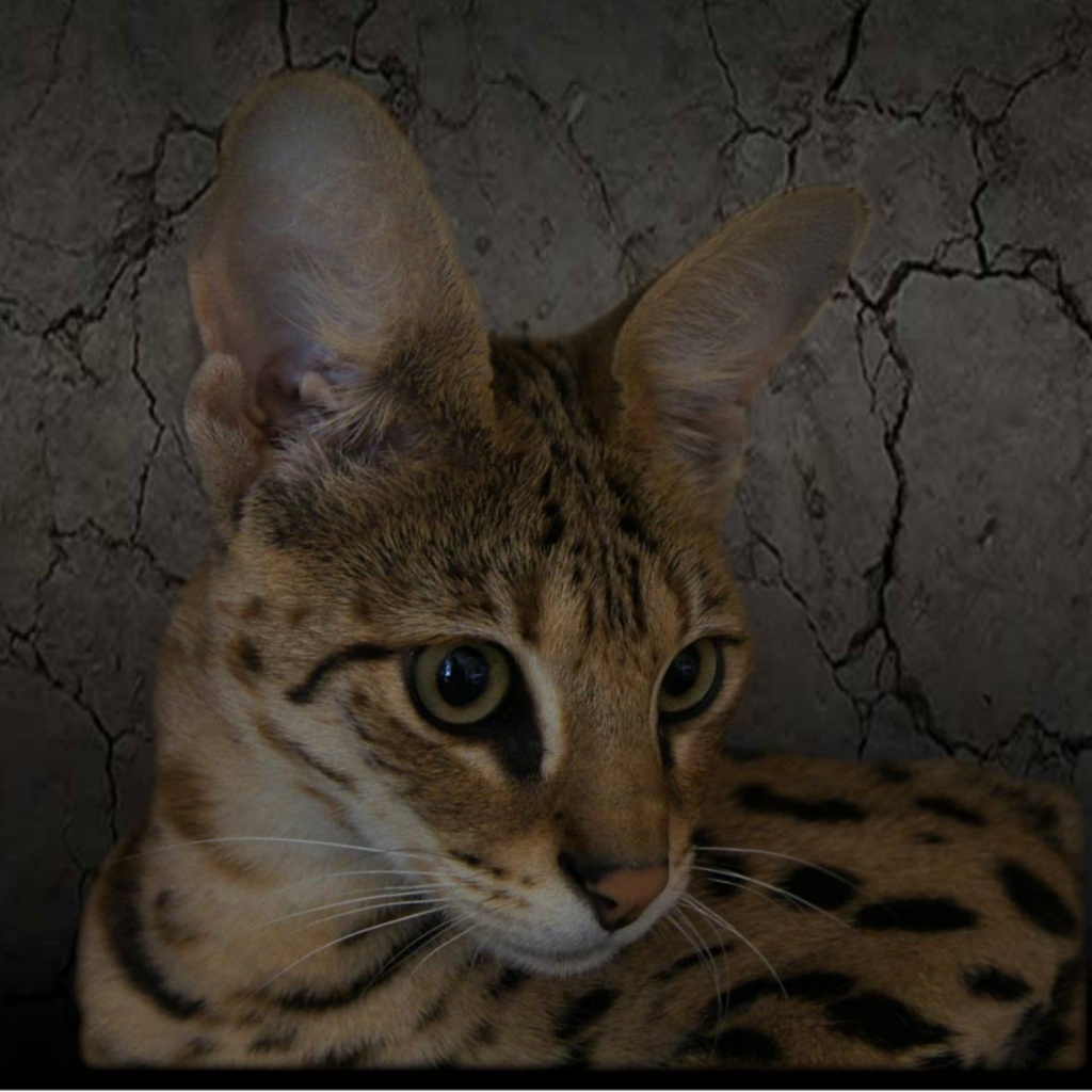 Savannah Kitten F4 & F2 available/ abzugeben - Katzen - Tastungen