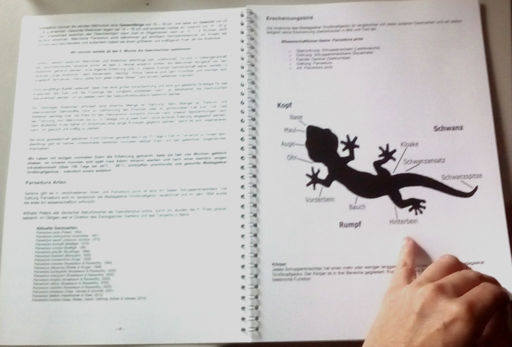 Buch: PAROEDURA PICTA (Großkopfgeckos) mit einzigartigen Fakten - Tierbuecher - Bielefeld