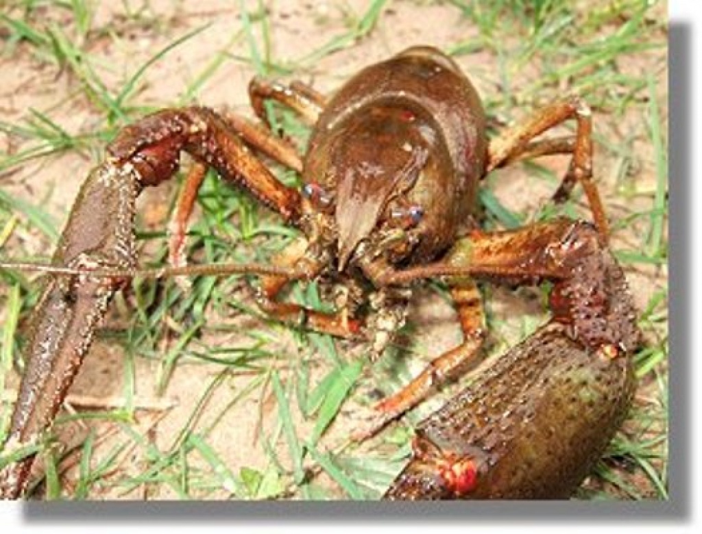 Edelkrebse aus deutscher Zucht // Fa.Fördefisch - Fische - Handewitt