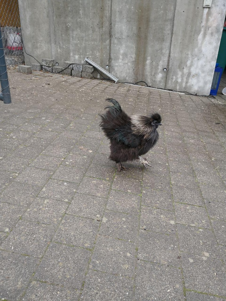 Friedfertiger Zwerghahn (Seidenhuhn/Cochin Mischling) sucht neues Daheim - Nutztiere - Köniz - Switzerland