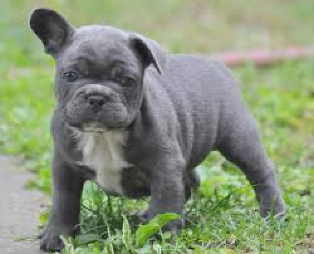 Französische Bulldogge Welpen!!! - Hunde - Stuttgart