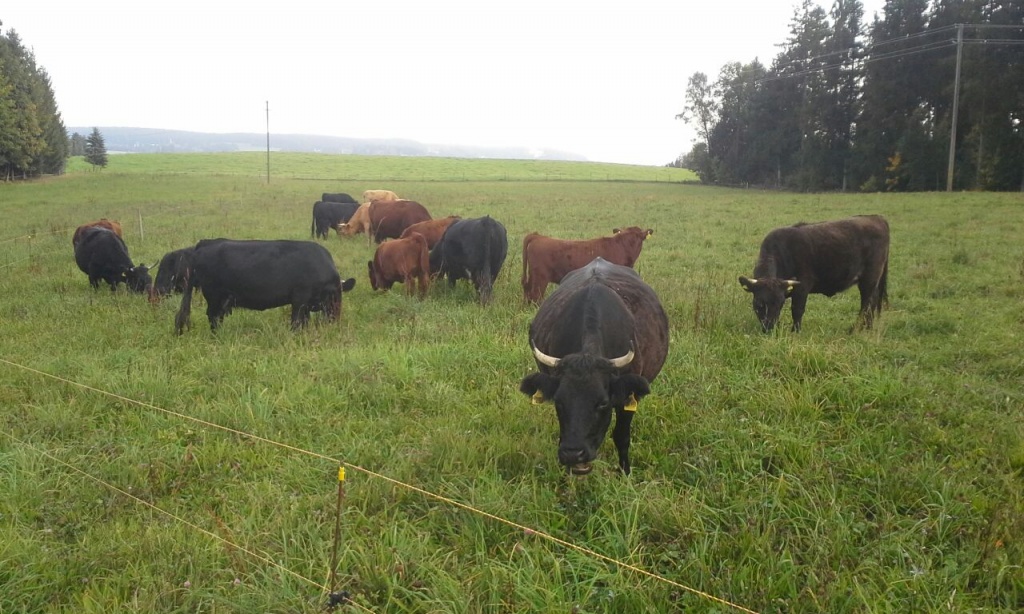 Dexter Jungbulle - Nutztiere - Deutschland