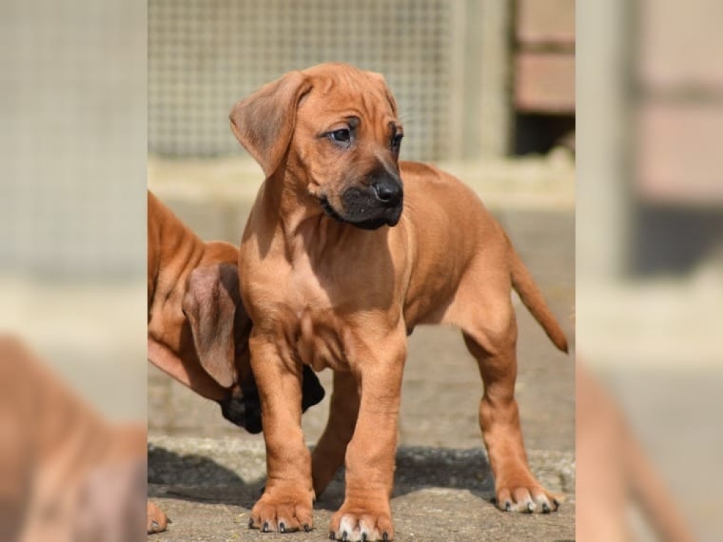 Rhodesian Ridgeback Welpen- 11 Wochen alt - Hunde - Bielefeld
