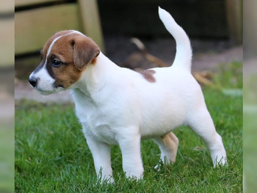 Jack Russel Terrier Welpen - Hunde - Köln