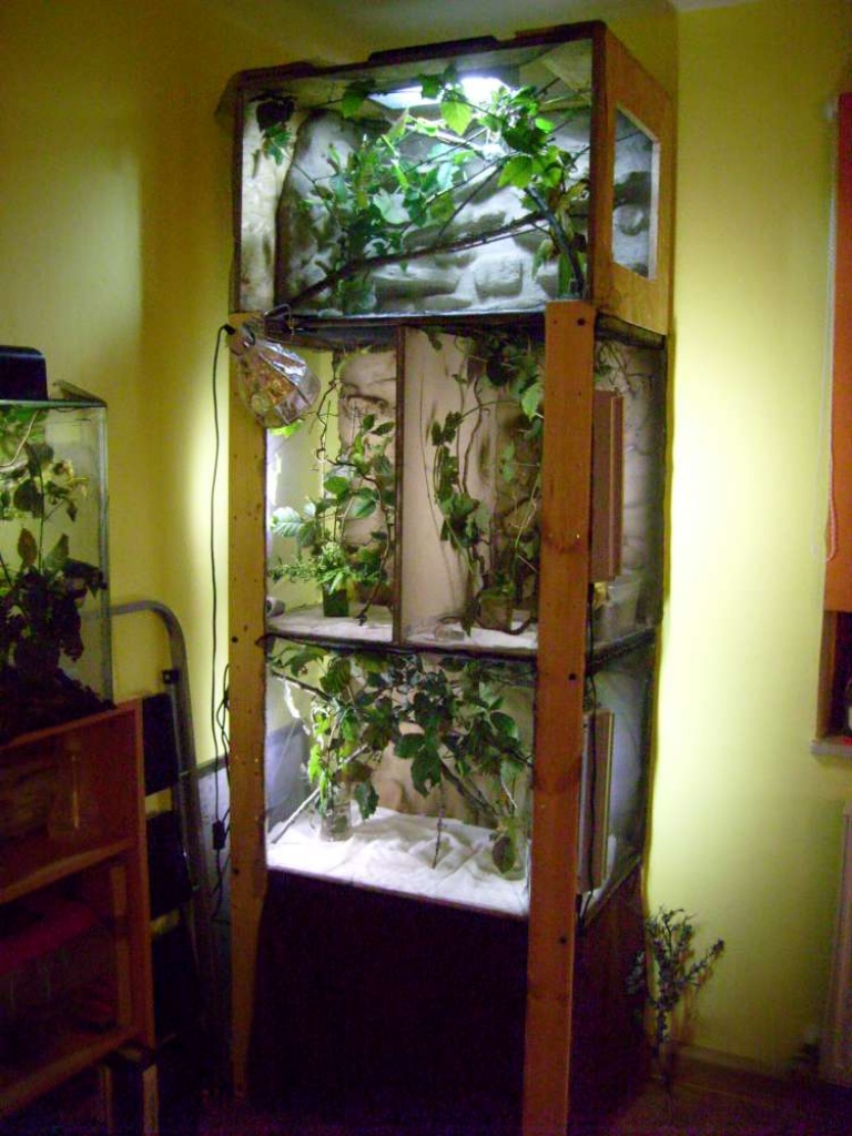 Selbstgebauter Netzterrarien-Turm, ideal für Phasmiden - Insekten - Eichstätt