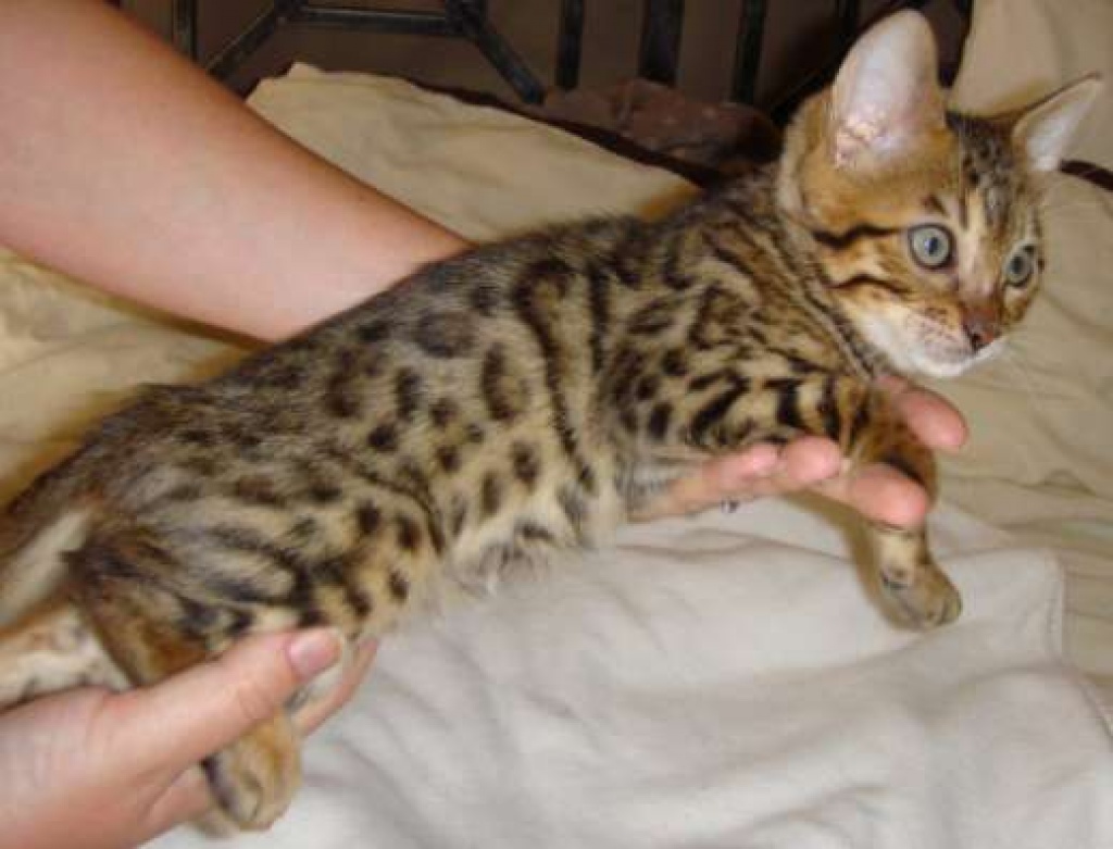 Wunderschöne Bengalkitten  aus exklusiver Hobbyzucht - Katzen - Riehen 4125