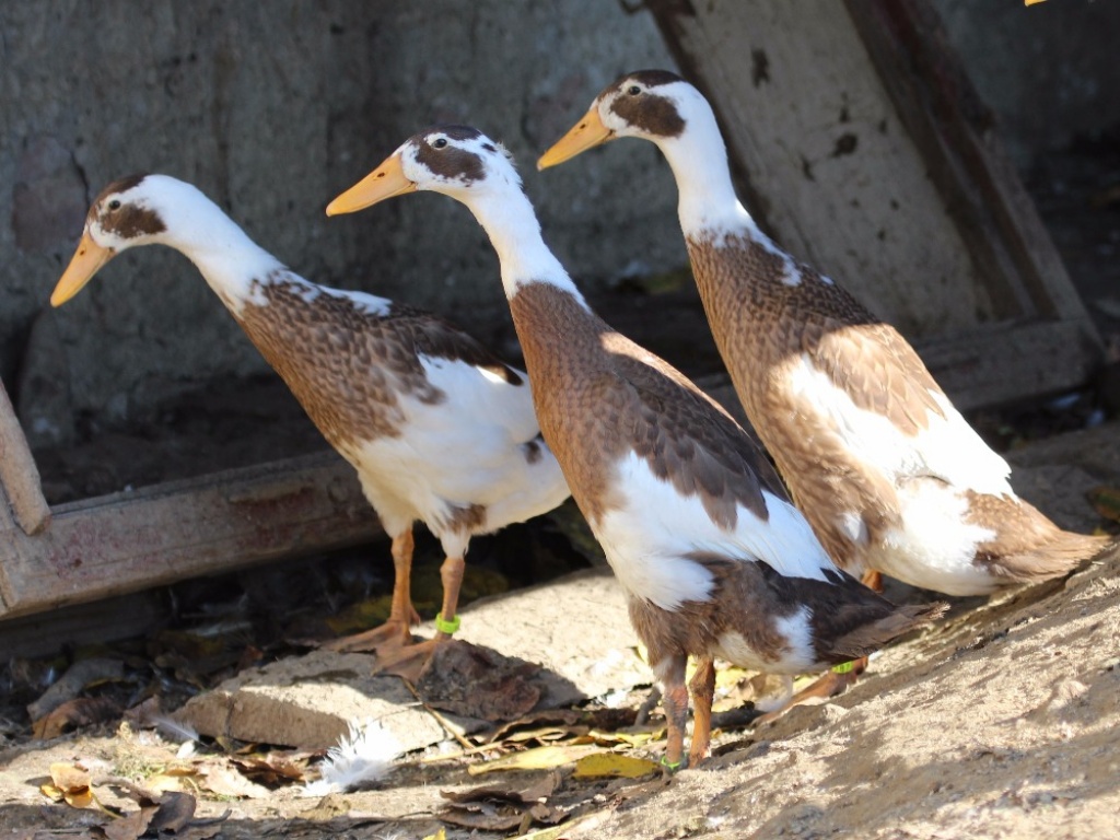 Laufente rehfarbig weiß gescheckt (Bruteier) - Nutztiere - Tschechischen Republik