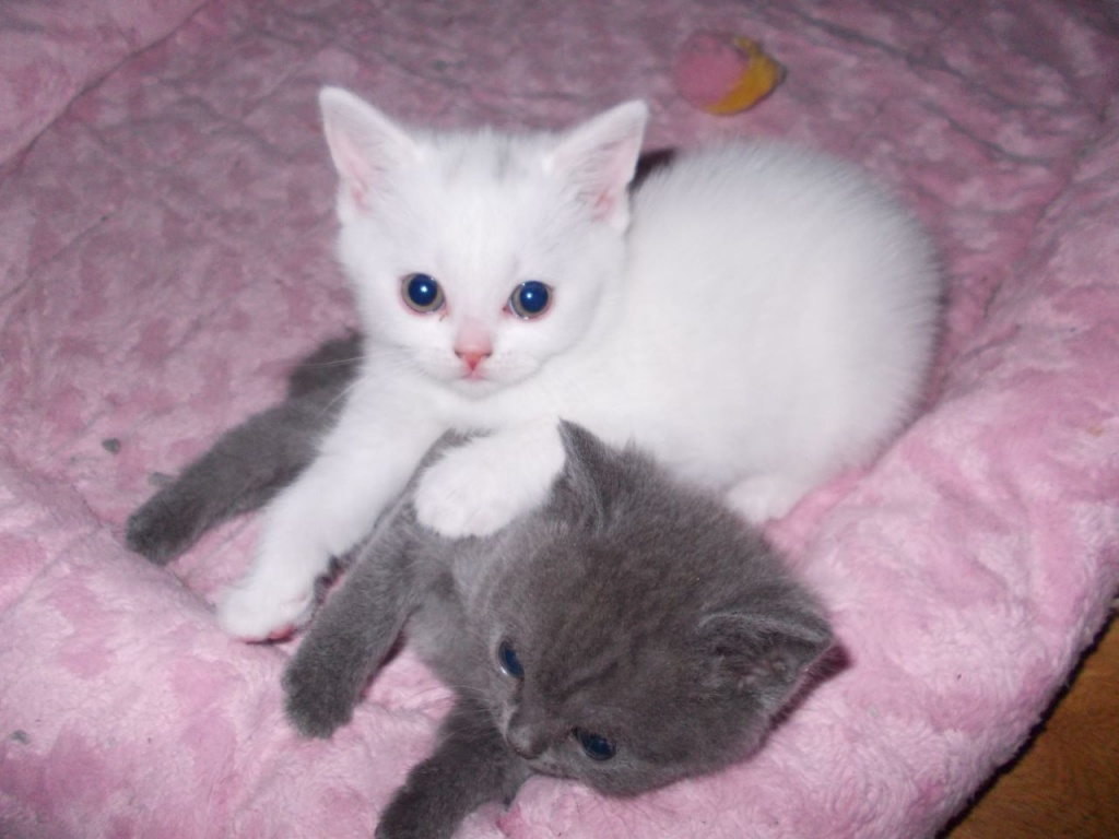 Britische Kätzchen - Katzen - München