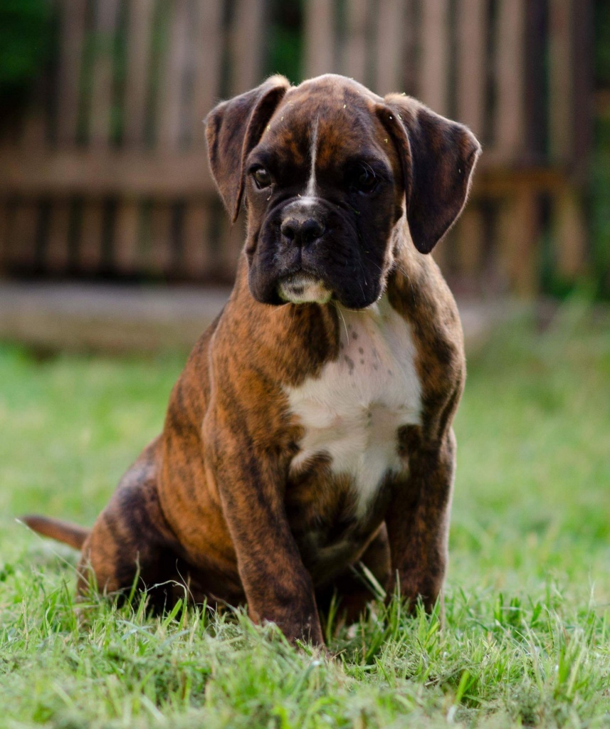 Reinrassige deutsche Boxerwelpen - Hunde - Vasvar