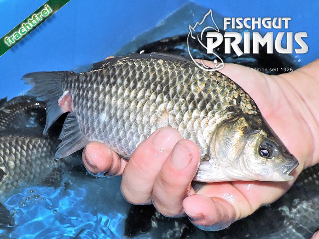 Besatzfische - 6 Giebel/Karauschen ca. 16-20 cm - Fische - Iserlohn