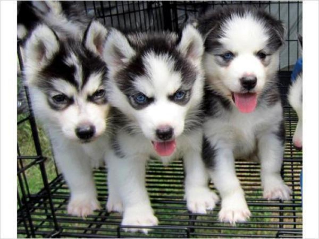 Super süße Husky Babys in seltener Farbe ab sofort abzugeben - Hunde - Basel