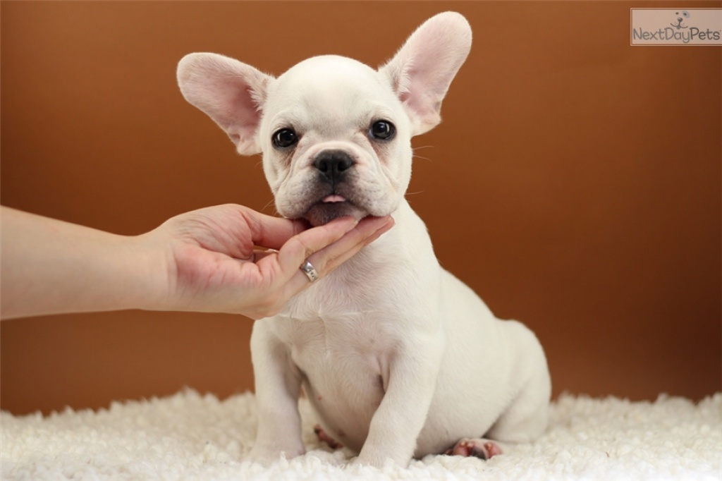 Französische Bulldoggen Blue / Blue red fawn - Hunde - Dortmund