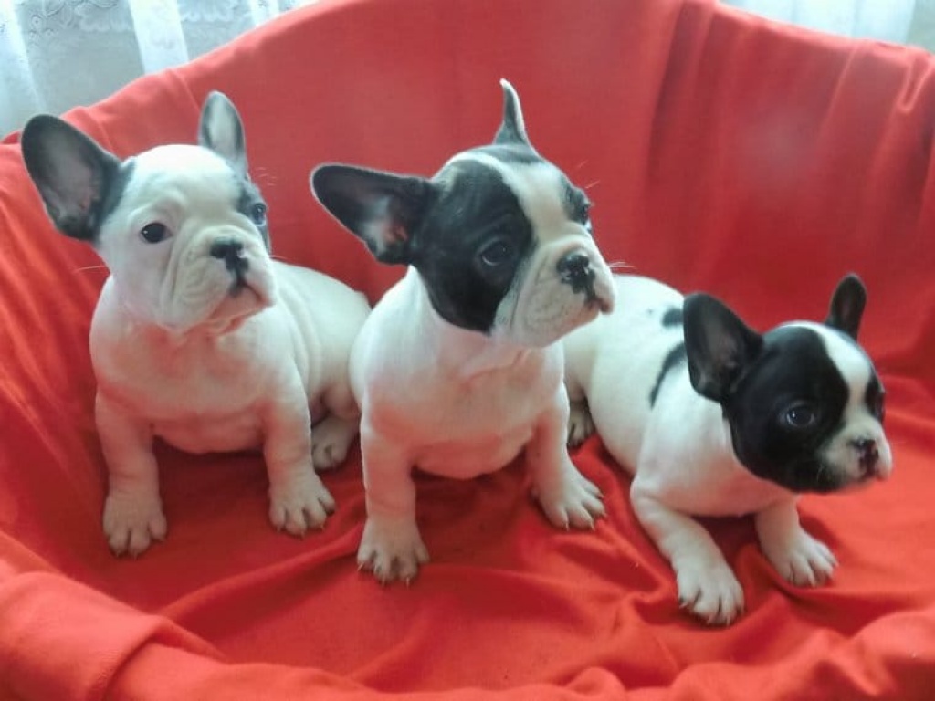 Schöne französische Bulldoggenwelpen zu verkaufen. - Hunde - Oldenburg - -