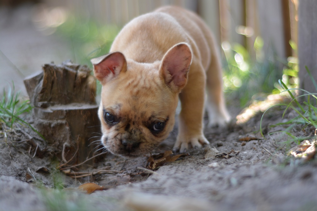 Französische Bulldoggen Welpen Cream,Fawn,Brindle - Hunde - Bösel