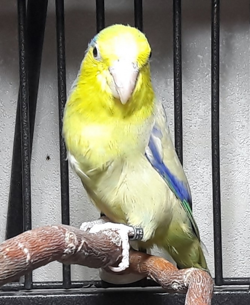Blaugenick Sperlingspapagei Männchen ca. 4 Jahre alt abzugeben - Voegel - München
