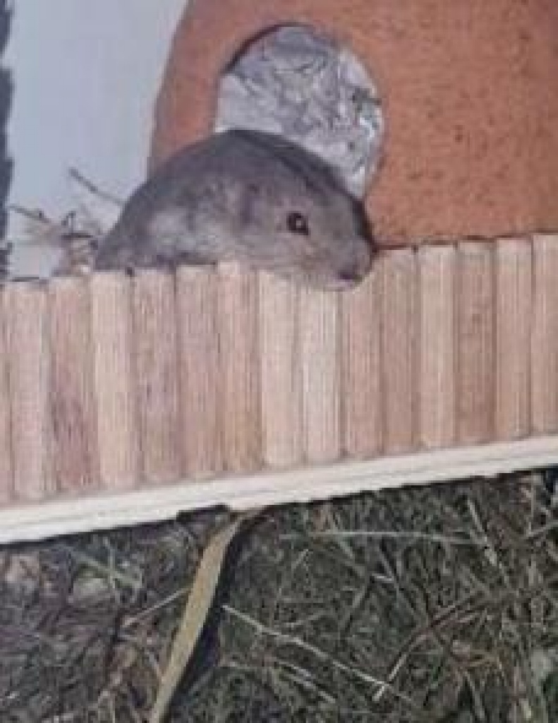 Einsames Lemmingweibchen - Nagetiere - Pulheim