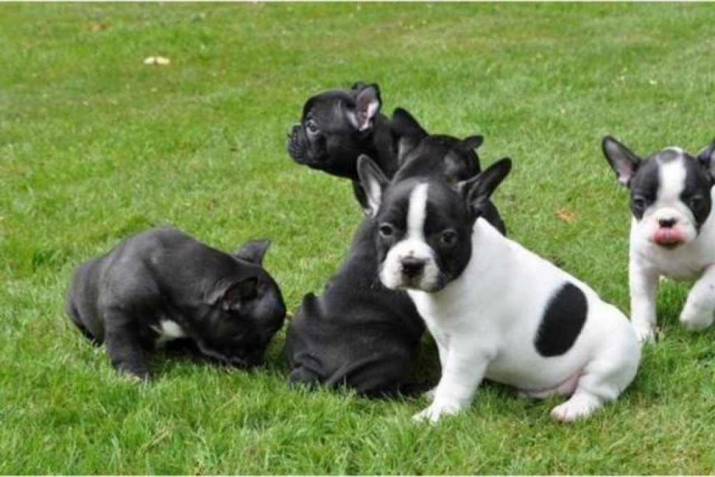Französischer Bulldoggen Rüde Bounty mit Pap. - Hunde - Bremen