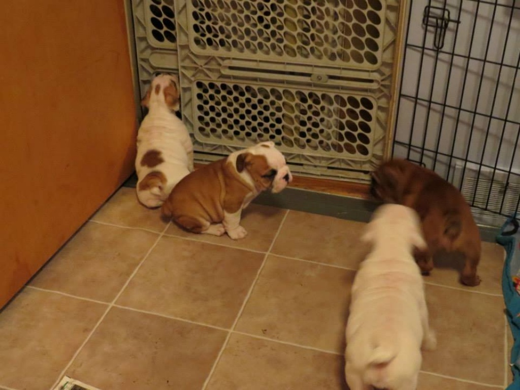 Reinrassige-Englische Bulldoggen - Hunde - Stuttgart