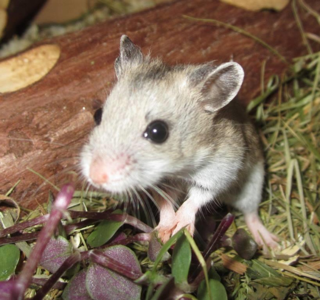Junges Chinesisches Streifenhamster Weibchen vom Hamster-Zauber - Nagetiere - Hainburg