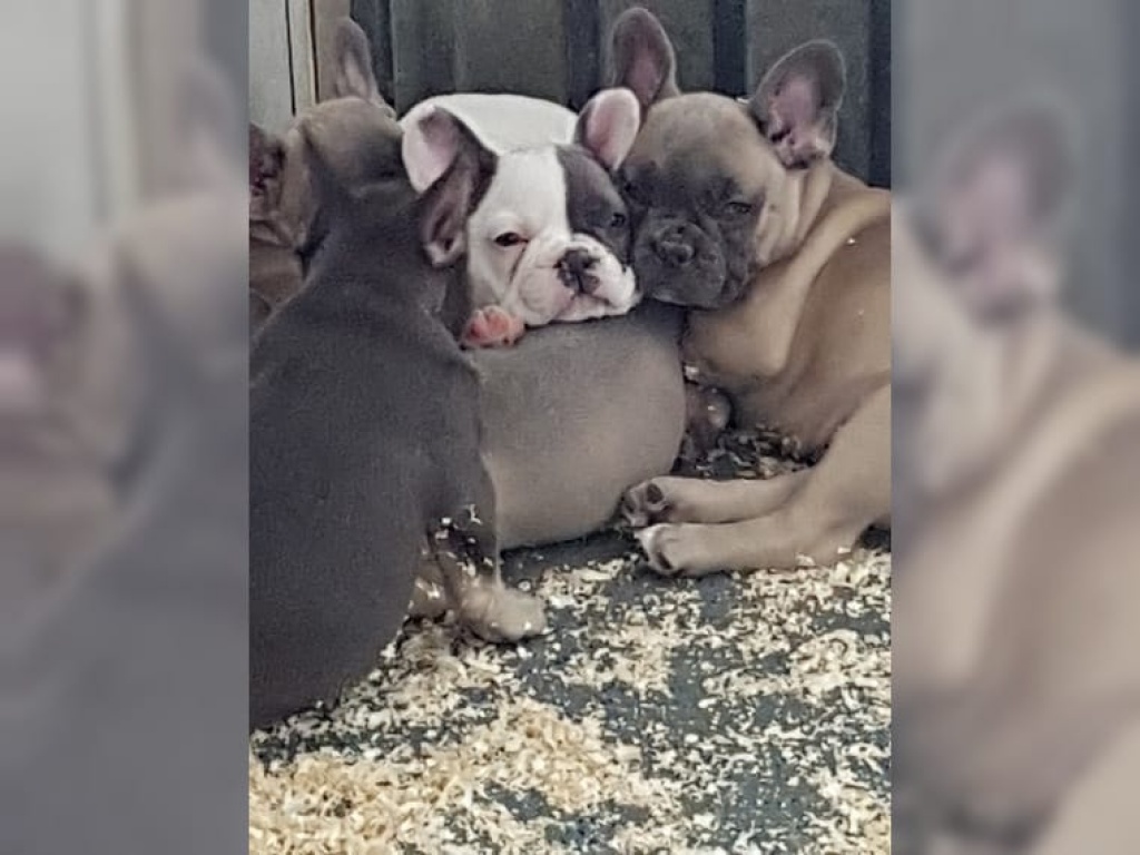 Französische Bulldogge Welpen in der Farbe blau - Hunde - Kaiserslautern