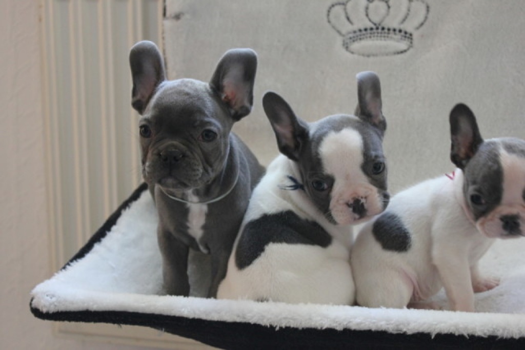 Französische Bulldoggen Welpen mit Papieren gechipt, geimpft - Hunde - Neuwied