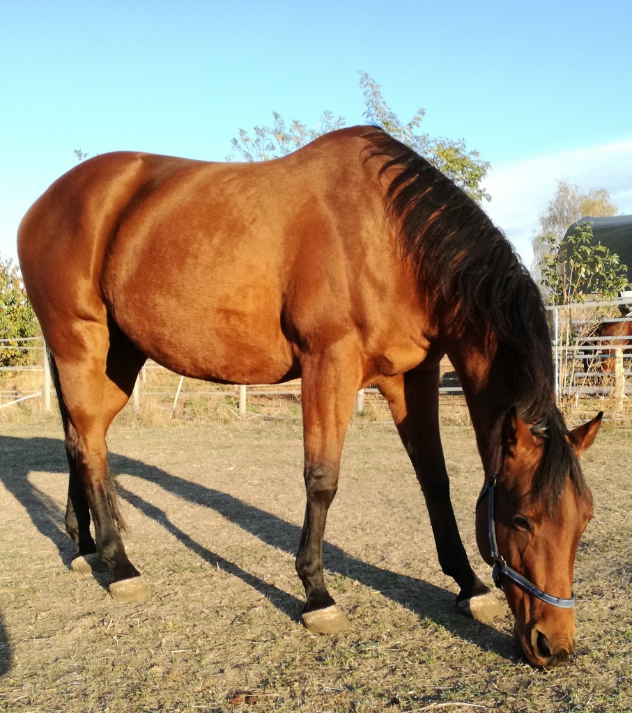 Beistellpferd Quarter Horse Wallach - Pferde - Lampertheim