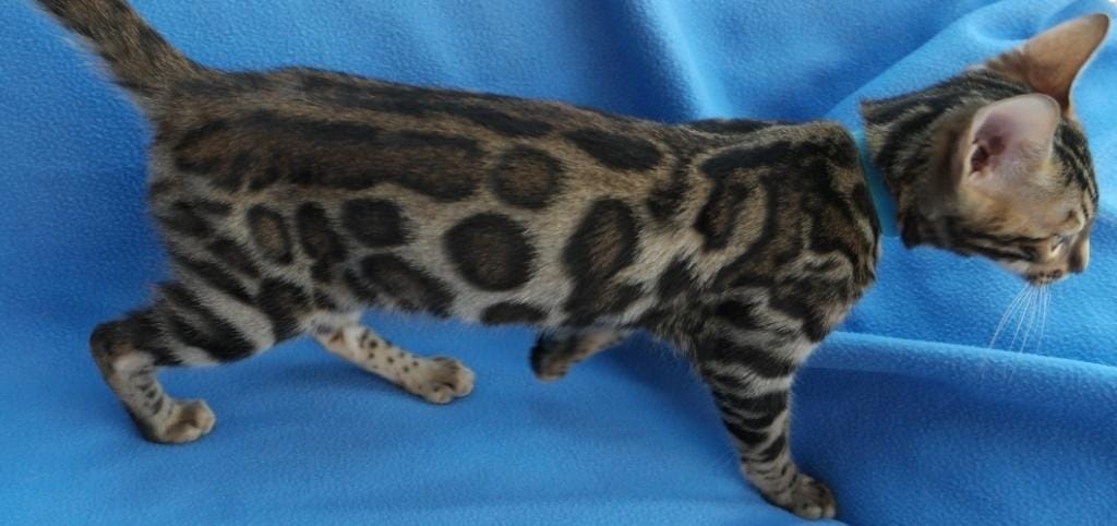 Reinrassige Bengal Kater Kitten inkl. Papiere - Katzen - Fribourg