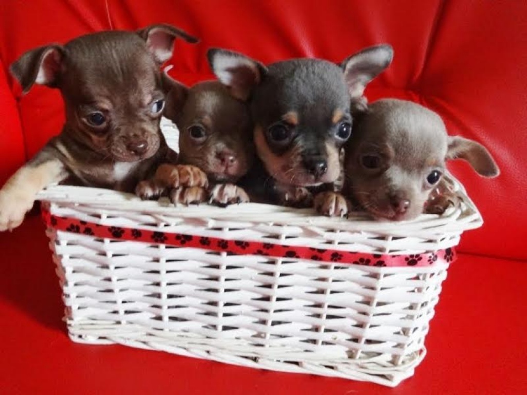 Lustige Chihuahua Welpen ( VDH/FCI ) ! - Hunde - Basel