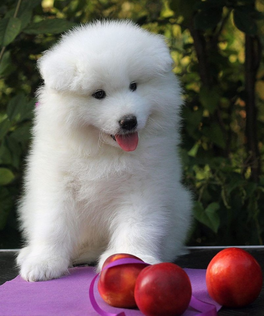 Reinrassige Samojeden Welpen - Hunde - Friedrichshafen