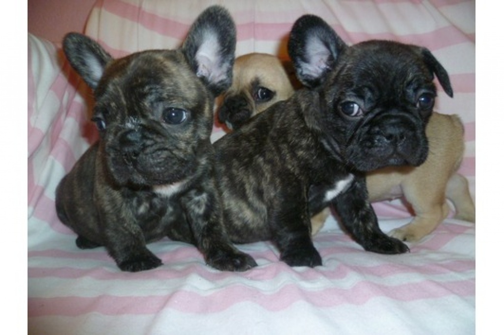 Französische Bulldoggen Welpen,suchen jetzt ein liebevolles Zuhause - 76131 Karl - Hunde - Karlsruhe