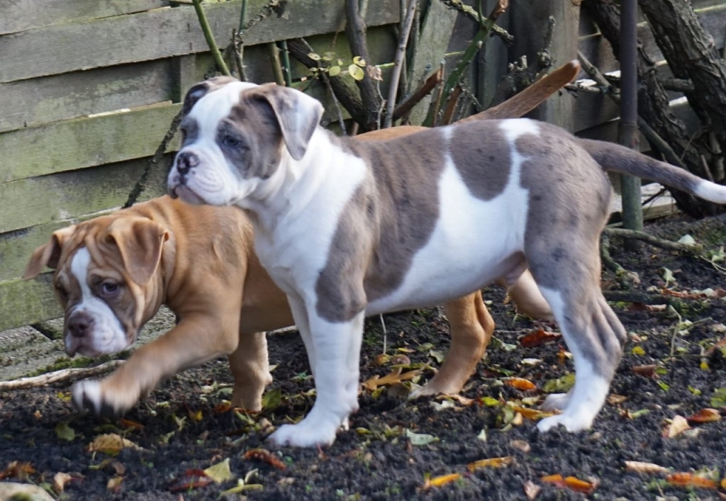 Englische Bulldoggen - Old English Bulldog - OEB Welpen - Hunde - Papenburg