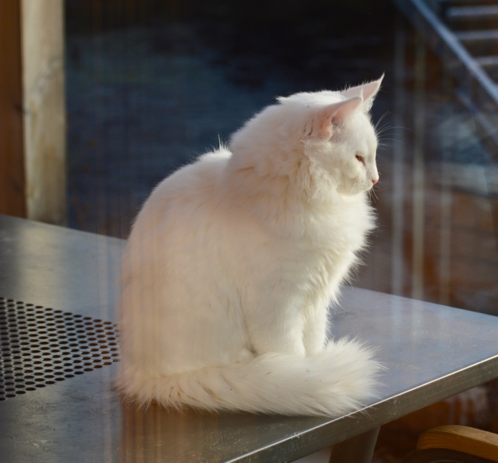 Norwegische Waldkatzenkinder in weiß und black-tabby mit weiß - Katzen - Ahnatal