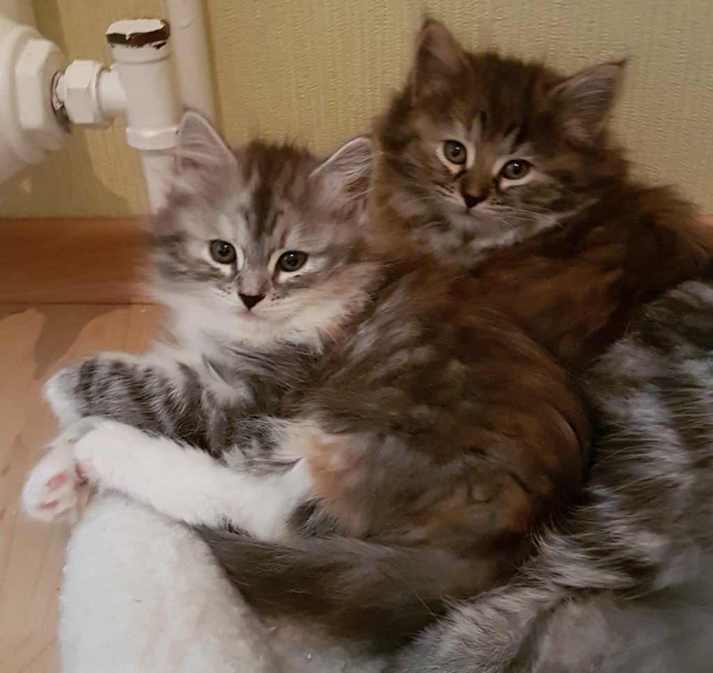 Sibirische Katzenkinder von Sibirientaigas - Katzen - Heusweiler
