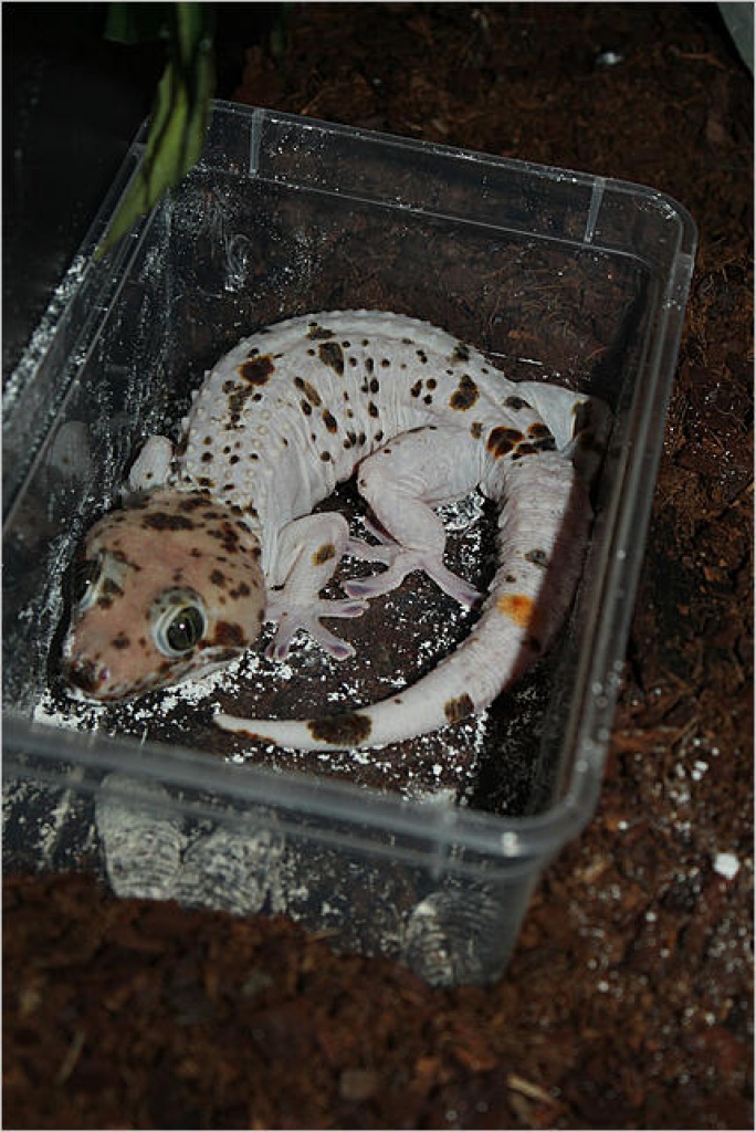 Erhältlich 9 verschiedene Tokay Geckos Morphs zum Verkauf - Reptilien - Frankfurt am Main