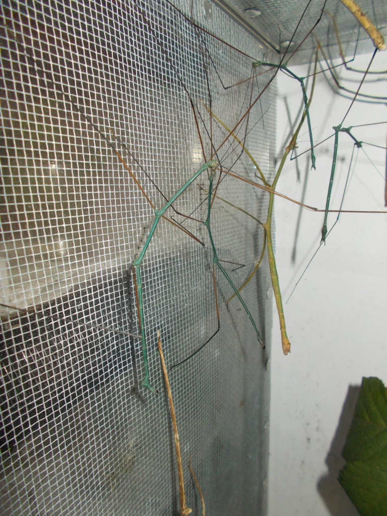 Blaue Thai Stabheuschrecken Ramulus nematodes   blue - Insekten - Pfalzfeld