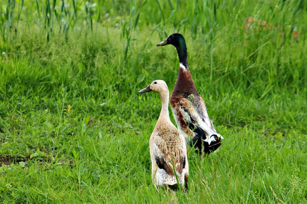 Indische Laufenten Abzugeben aus Naturbrut - Nutztiere - Senden