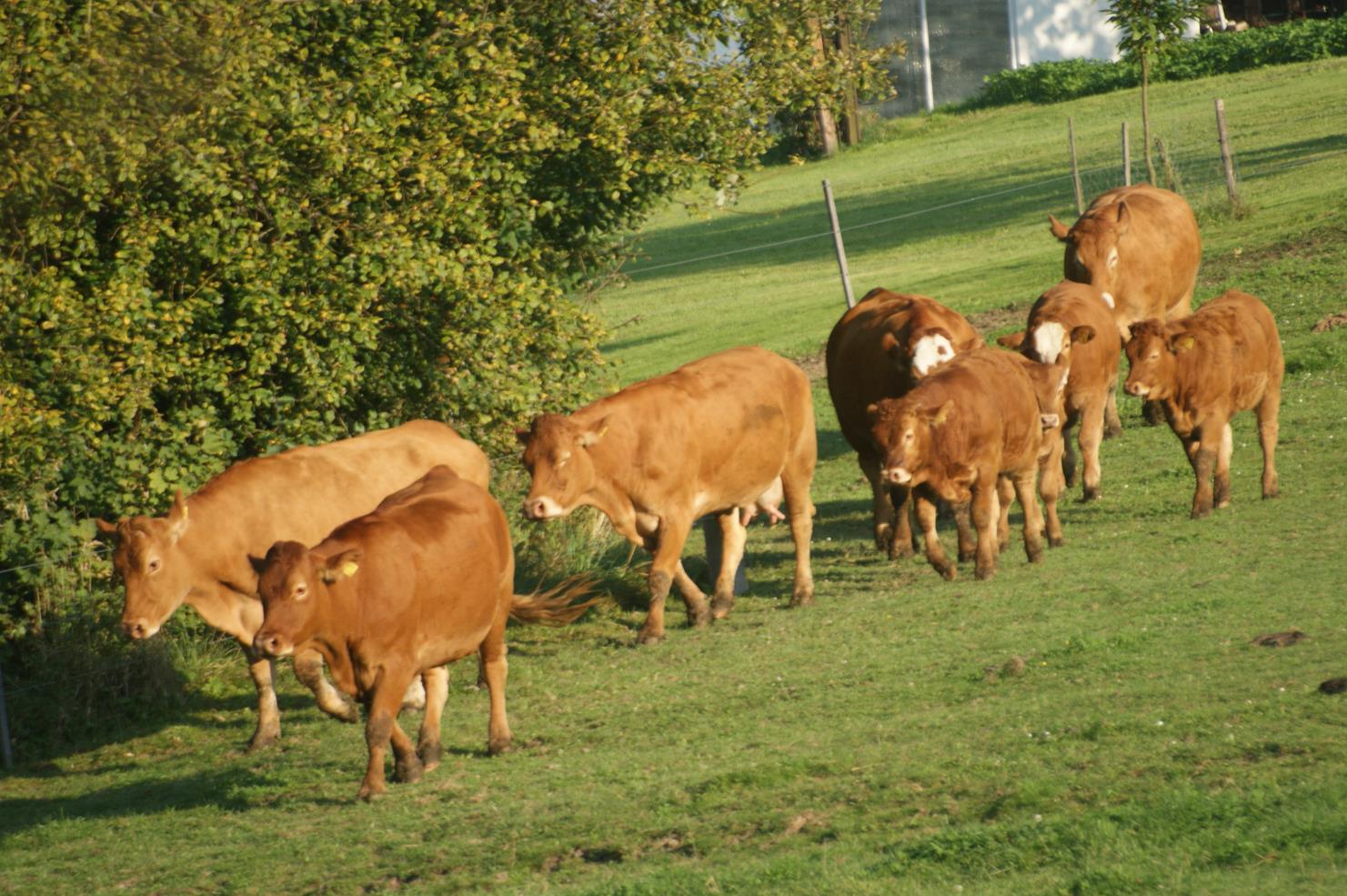 Limousin einjährig - Nutztiere - Mallersdorf Pfaffenberg