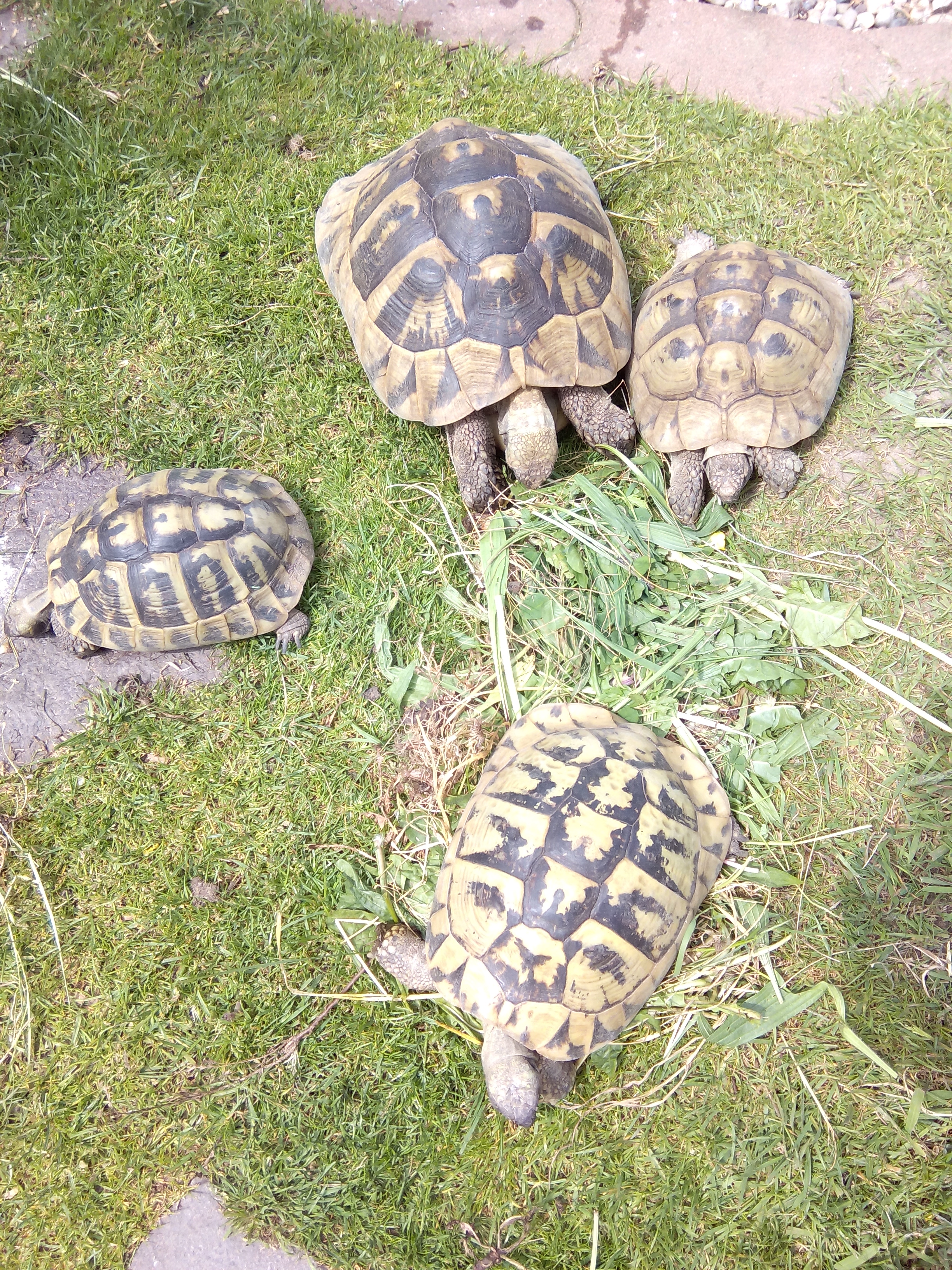 Griechische landschildkröte - Reptilien - Hamm