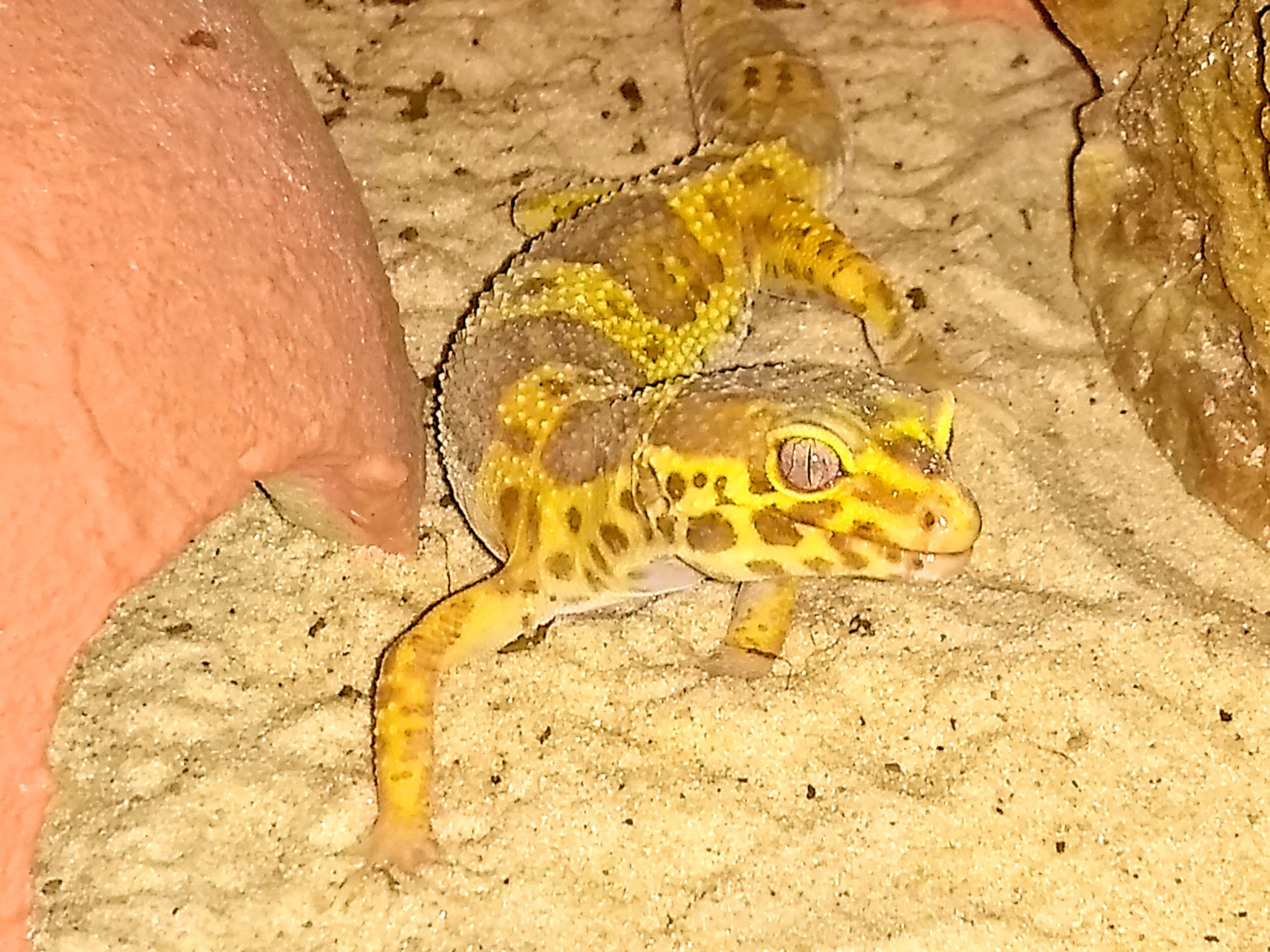 Geckos mit schönen Farben - Reptilien - Neuss
