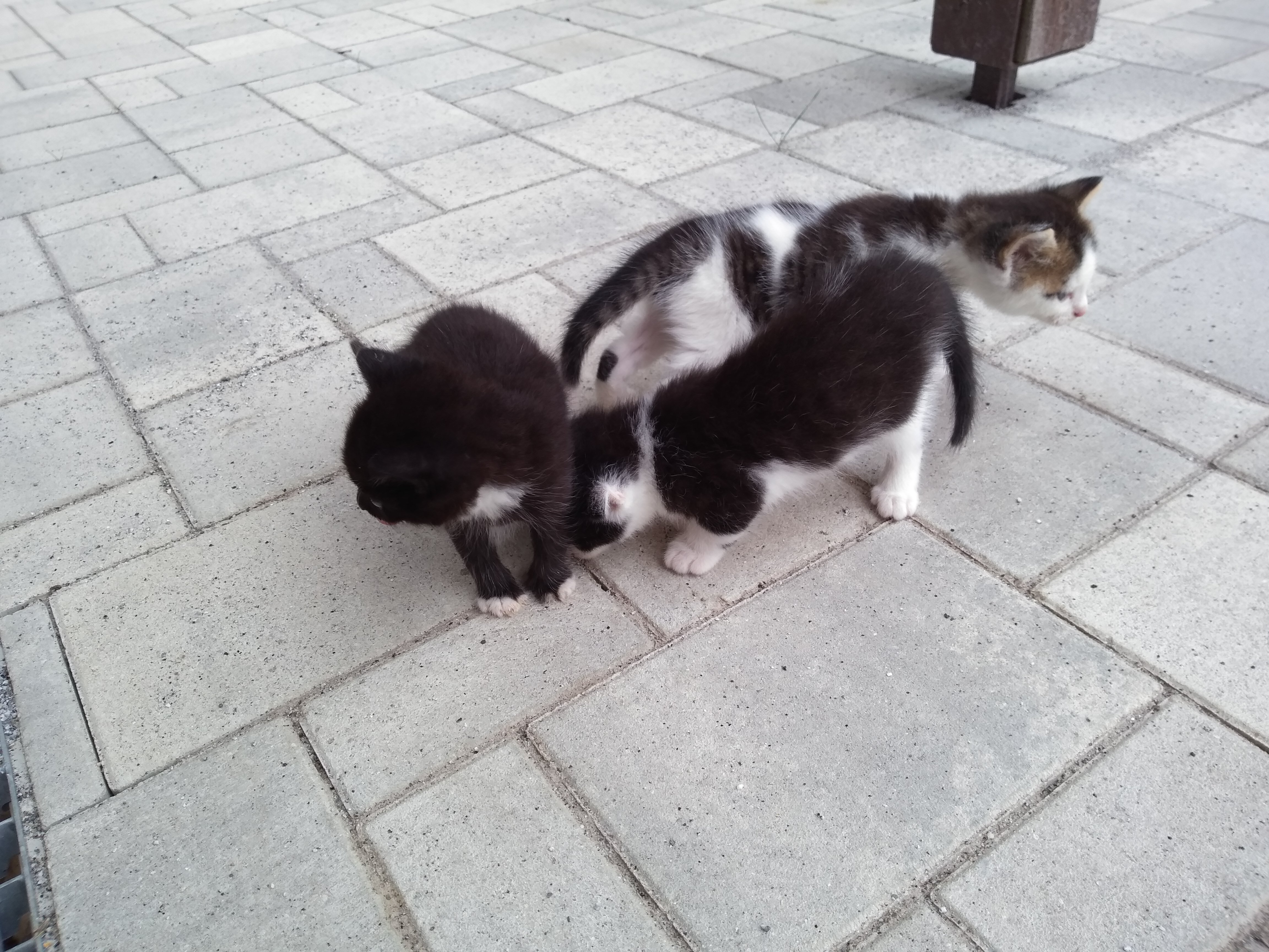Katzenkinder zu verschenken - Katzen - Elstra