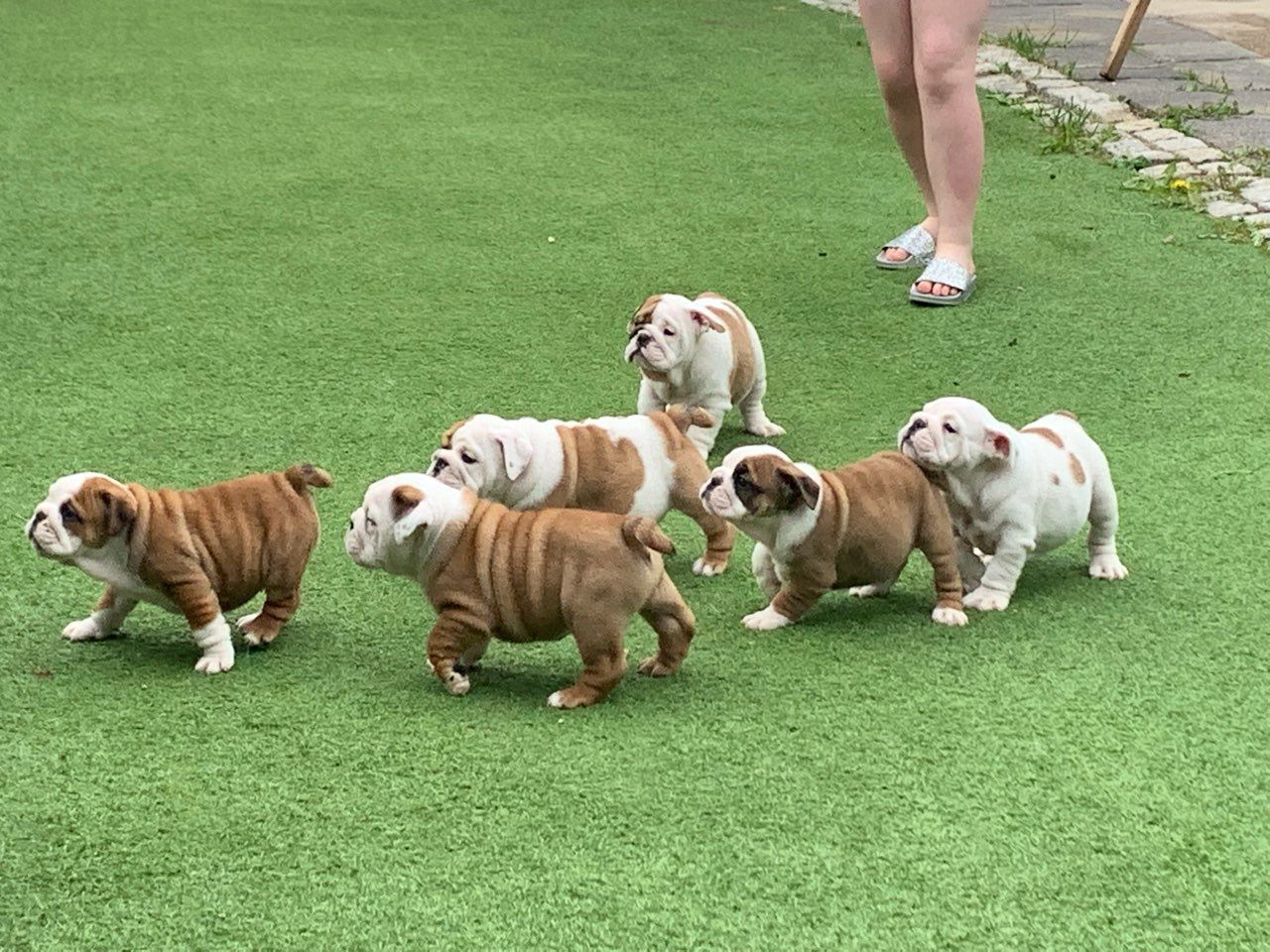 Wunderschöne Englische Bulldoggen Suchen ein neues zuhause - Hunde - Frankfurt am Main