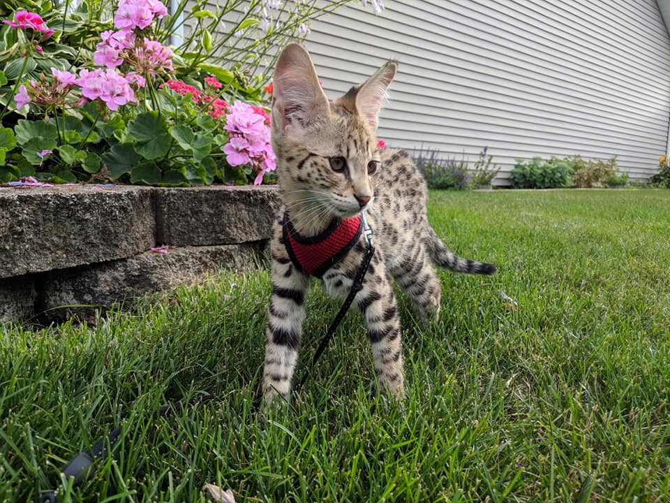 F1 Savannah Kitten suchen ein liebevolles zu Hause - Katzen - Frankfurt am Main
