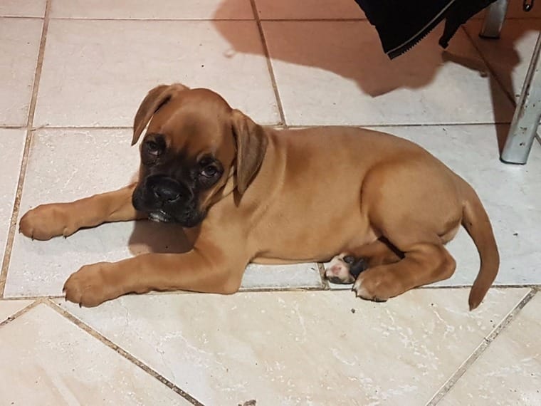 Vollblut-Boxer-Welpen - Hunde - Lich